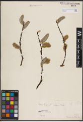Foto von Salix caprea L.